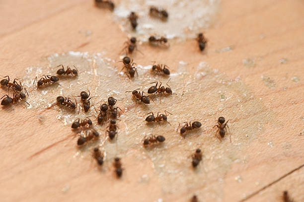 Best Pest Inspection Near Me  in Plymouth, MN